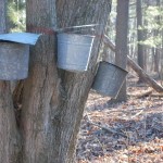 Maple syrup festival